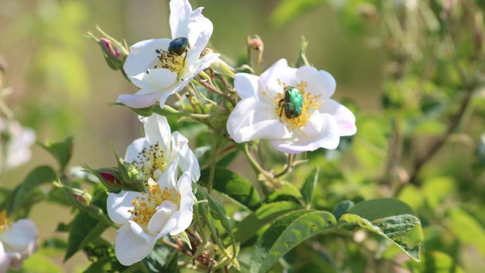 Les roses simples à longue floraison estivale sont très utiles pour quantité d’insectes. ©Y. Darricau